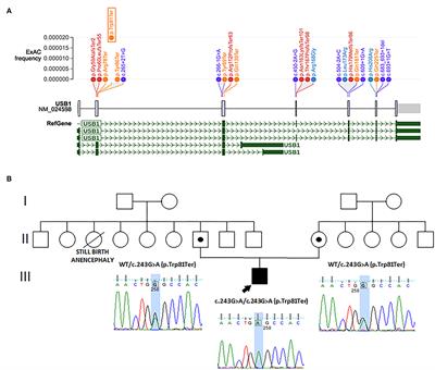 Poikiloderma With Neutropenia and Mastocytosis: A Case Report and a Review of Dermatological Signs